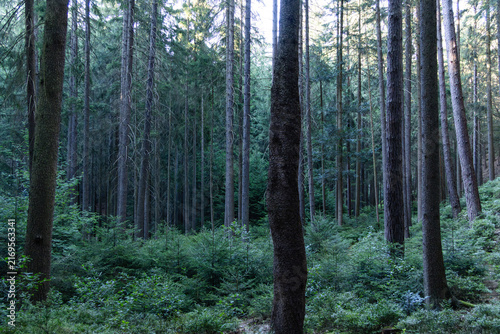 фотографія Quiet coniferous forest with tall spruce trees and green undergrowth in Krkonoše