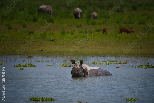 фотографія Greater One-Horned Rhinoceros wallowing in wetland lake with grazing deer and rh
