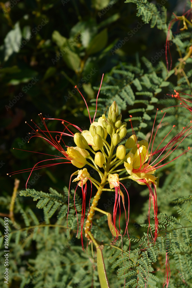 Fototapeta premium Bird of paradise yellow flowers - Latin name - Caesalpinia gilliesi