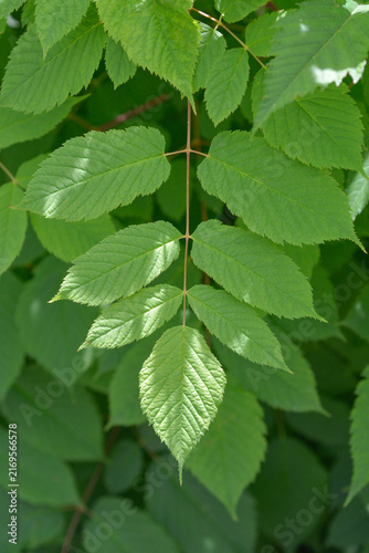 Foto A close up shot of green serrated compound foliage of a bride feathers perennial