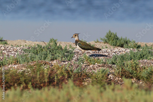 Fotografie Northern Lapwing (Vanellus vanellus) walking along a shell-covered sandy shore with water in the background