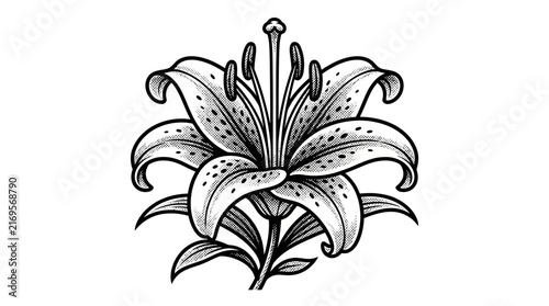 Ornate lily flower bloom engraving