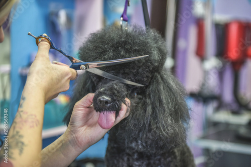 dog in a grooming salon