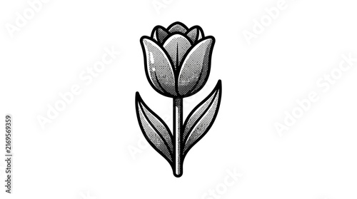 Tulip flower bloom woodcut botanical illustration.
