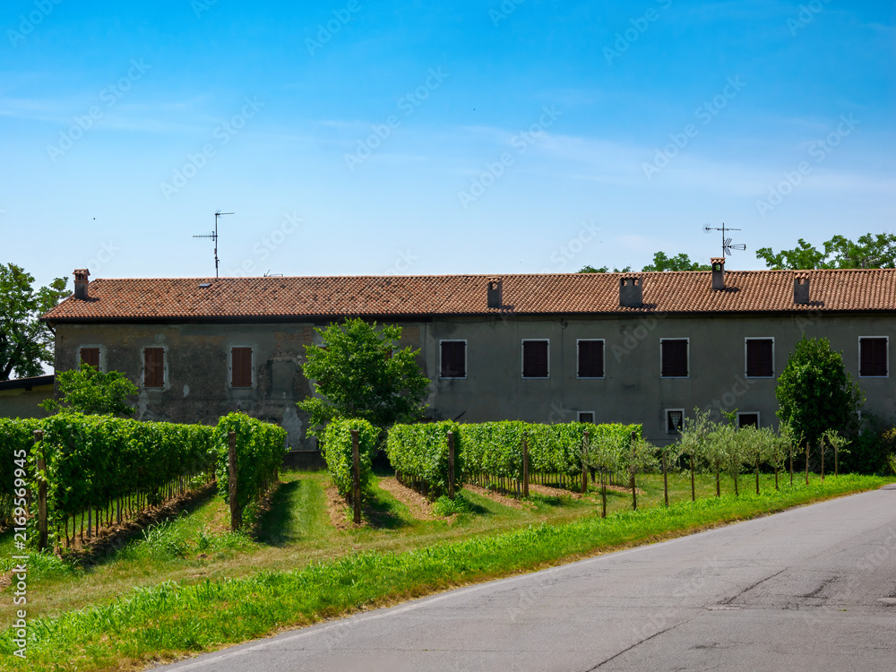 Obraz premium Vineyards of Franciacorta near Cazzago San Martino, Brescia province, Italy, at June
