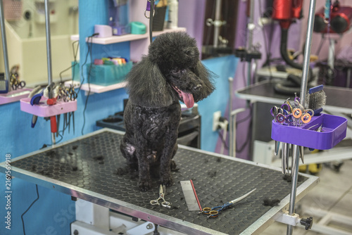dog in a grooming salon