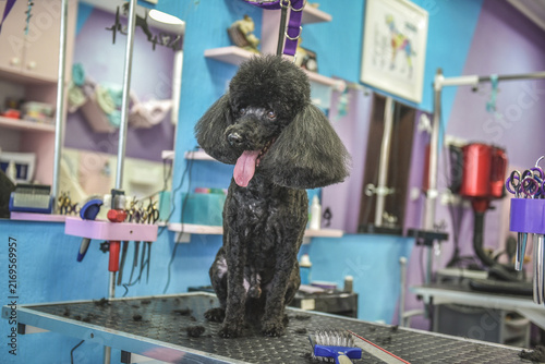 dog in a grooming salon