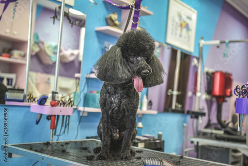 dog in a grooming salon