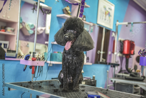 dog in a grooming salon