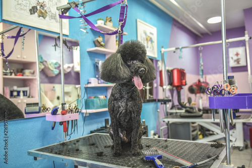 dog in a grooming salon