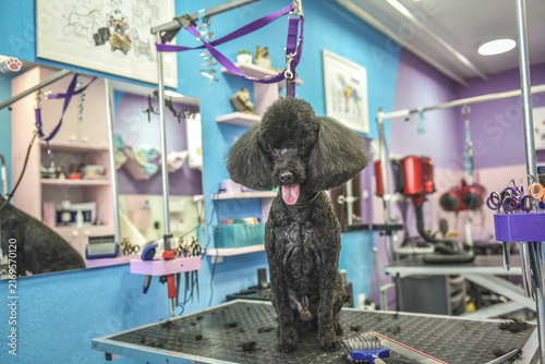 dog in a grooming salon