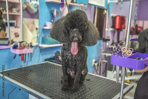 dog in a grooming salon