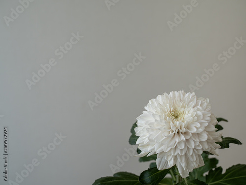 Fotografie 白い洋菊｜敬老の日や長寿祝いをイメージする花｜コピースペース