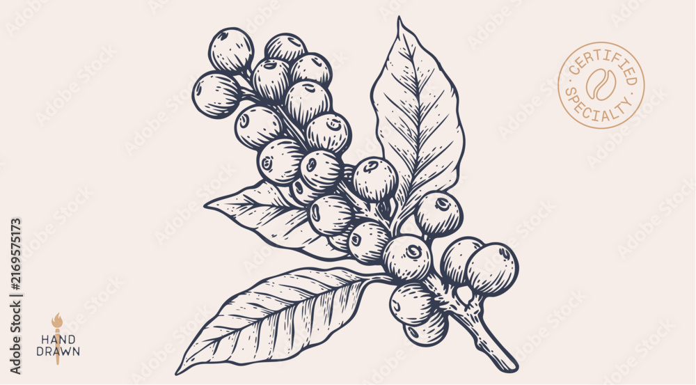 Fototapeta premium Vintage coffee branch bean plant sketch, organic cafe engraved logo. Botanical coffee plant bean branch identity, eco natural drawing. Bean branch plant coffee sketch. Vector Illustration