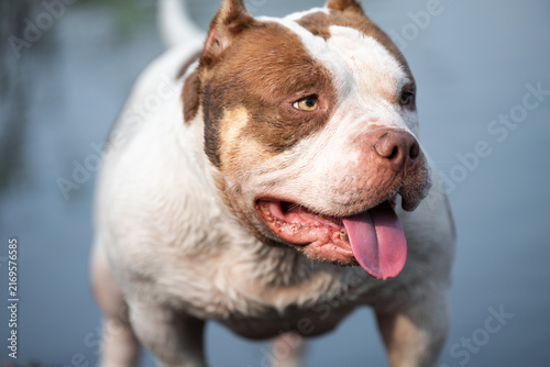 Картината върху платно Beautiful professional stock photography focused on companion pet physical health, stamina development, and muscle tone