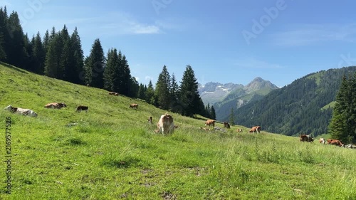 Cows grazing peacefully on a lush green mountain pasture in Koenigsleiten, Austrian Alps.