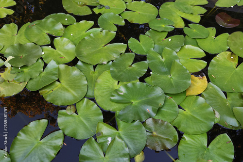 Green Water Lily Pads