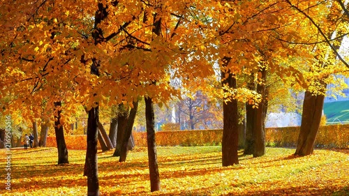 Gloden Autumn season with Beautiful romantic alley in a park with colorful trees and sunlight. autumn natural background	