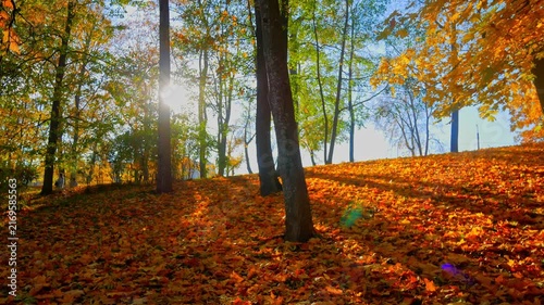 The Gloden Autumn season with Beautiful romantic alley in a park with colorful trees and sunlight. autumn natural background	