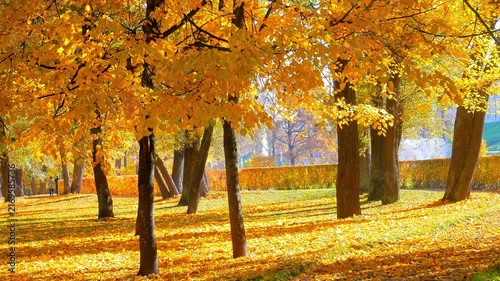 Gloden Autumn season with Beautiful romantic alley in a park with colorful trees and sunlight. autumn natural background	