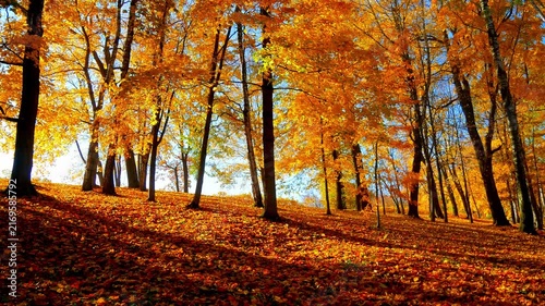 The Gloden Autumn season with Beautiful romantic alley in a park with colorful trees and sunlight. autumn natural background	