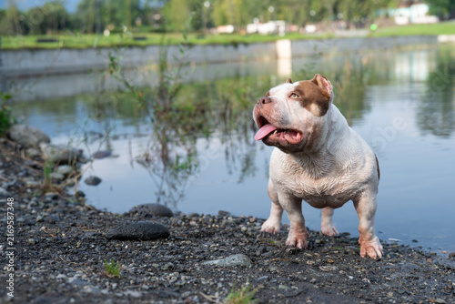 Foto High-quality front view of an exotic or pocket bully companion pet posing outdoors on a pebble beach