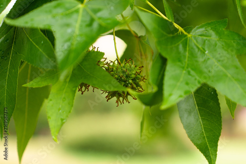 American sweetgum (Liquidambar styraciflua) tree branch with young spiky green seed ball. Immature developing fruit