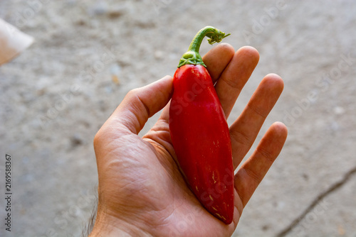 Farmer's hand holding a single ripe heirloom North Macedonian red pepper
