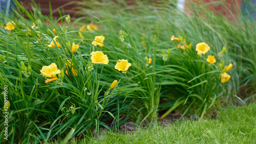 Bild auf Leinwand Bright yellow daylilies blooming in a vibrant green garden border