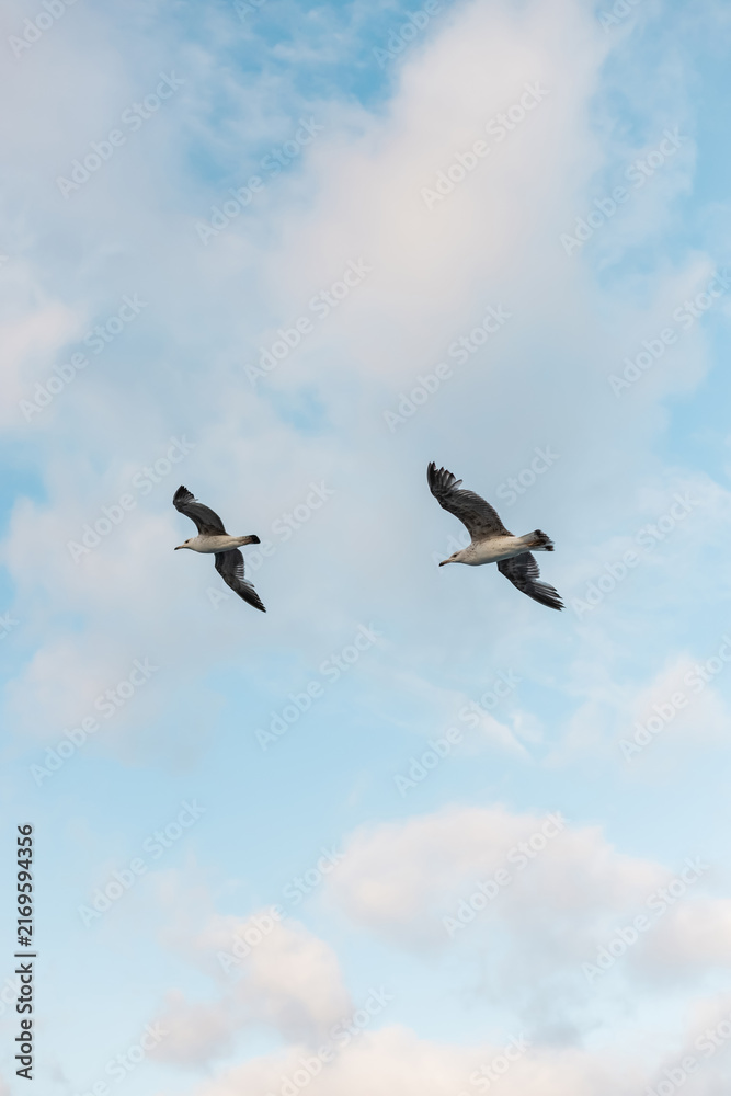 Obraz premium Majestic seagulls soaring over the tranquil sky with clouds, serene view 
