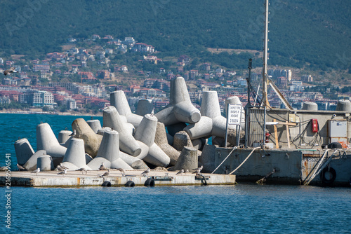 Quadro su tela a concrete pier reinforced with large interlocking tetrapods extends into the blue sea, with resting seagulls in the foreground and a densely built hillside coastal town in the background