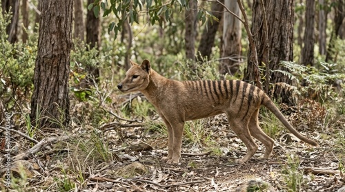 Thylacine standing in Australia