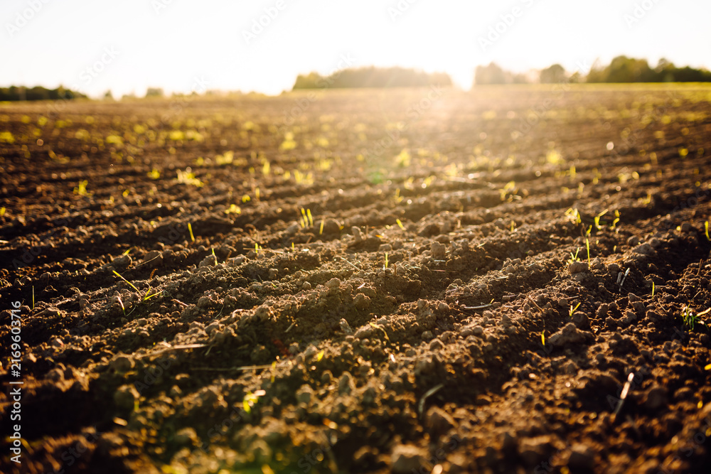 Obraz premium Small green plants emerge from dark soil in a farm field at sunrise. The sun shines brightly above the horizon, illuminating the new growth.