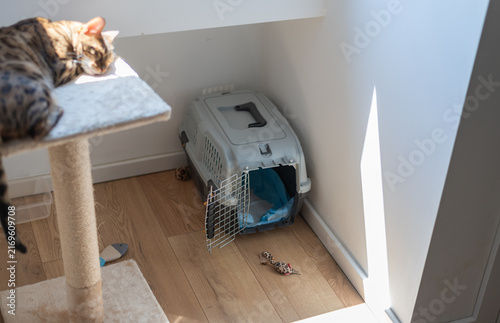 Bengal cat sleeps on cat tree platform in a sunlit room near an open pet carrier