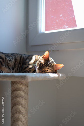 Bengal cat sleeps peacefully on cat tree platform basking in bright sunlight from adjacent window