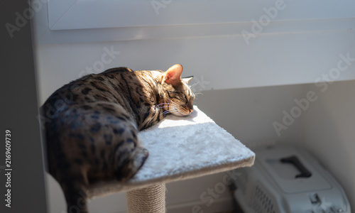 Bengal cat rests in patch of warm sunlight on cat tree platform indoors