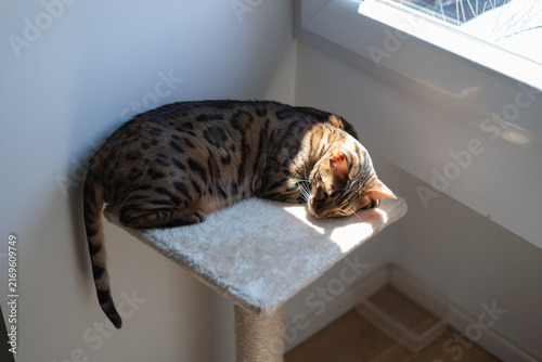 Bengal cat sleeps curled up on cat tree platform in the sunlight