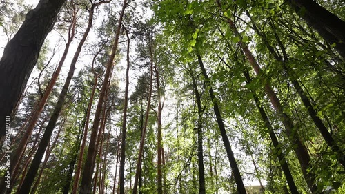 Upward forest canopy with tall pine trunks and backlit green leaves revealing bright sky through gaps, with forest, canopy, tree, pine detail, showing trunk, bark, leave, foliage context