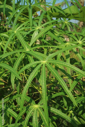 Photography Fresh green cassava plant foliage texture background growing naturally in tropic