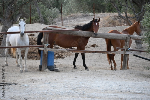 Photography Beautiful brown and white horses standing together in a riding arena paddock