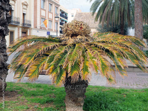 Sago palm Cycas revoluta with yellowing leaves growing in Mediterranean city square. Beautiful botany concept for urban landscaping design ideas, professional gardening blogs or exotic flora guides
