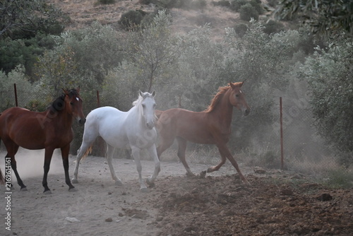 Photography Beautiful brown and white horses running fast in a riding arena, kicking up dust