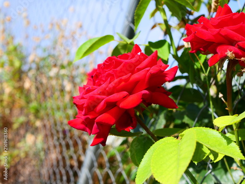 Profile view of scarlet red roses blooming on a lush green bush by a metal mesh fence