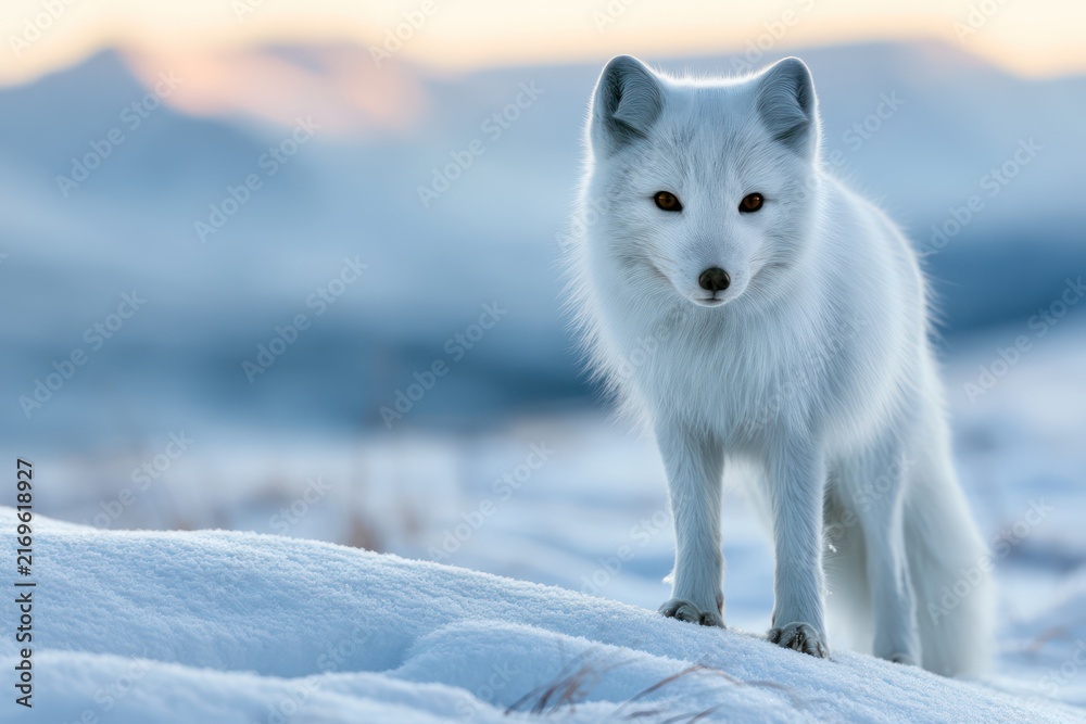 Naklejka premium Arctic fox in pristine snow and morning light