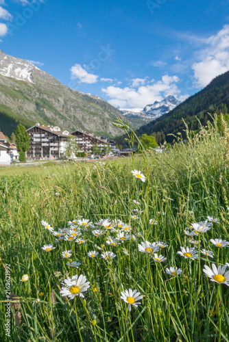 Daisies in the tall grass, with the village named 