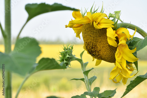 Obraz na plátně sunflower