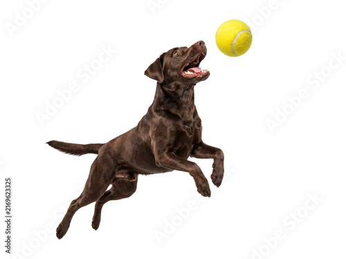 Brown Dog Jumping to Catch Tennis Ball Isolated on Transparent Background PNG for Pet Play Concept
