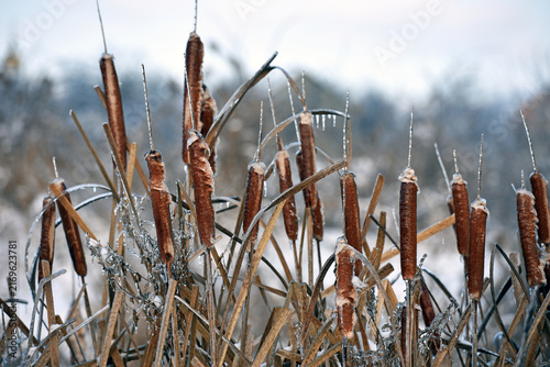 Konstfotografi Typha close-up