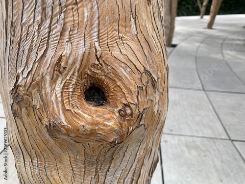 Canvas Print Nature's artistry captured in the textured wood of a tree in Krasnodar, Russia,