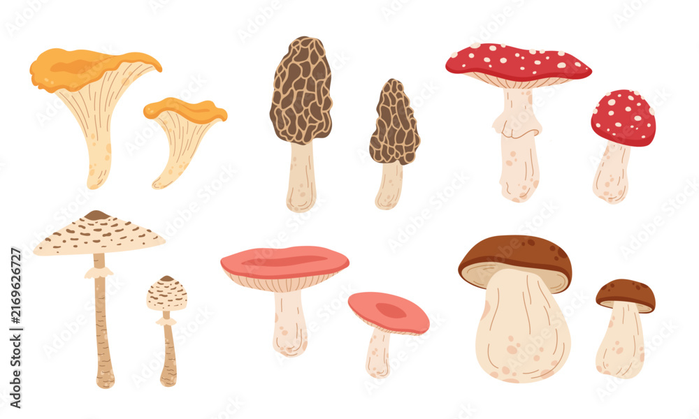 Fototapeta premium Forest mushroom set in a cute hand drawn flat vector style, featuring diverse wild fungi for autumn, woodland, nature and seasonal designs.